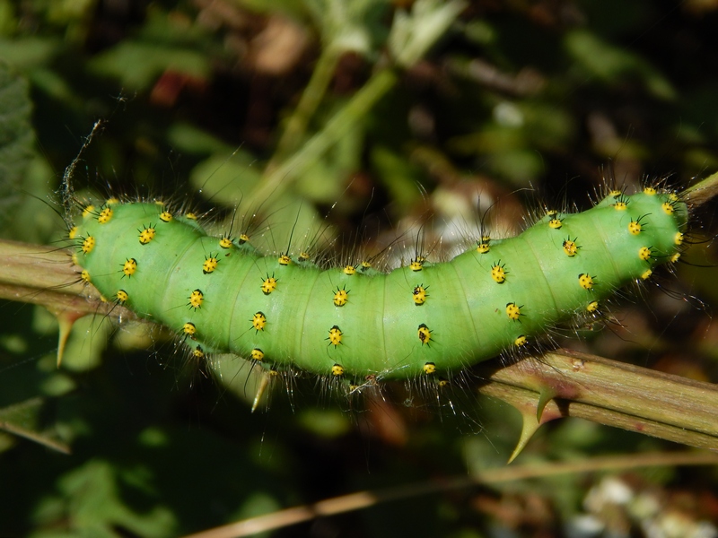 Grosso bruco verde da ID